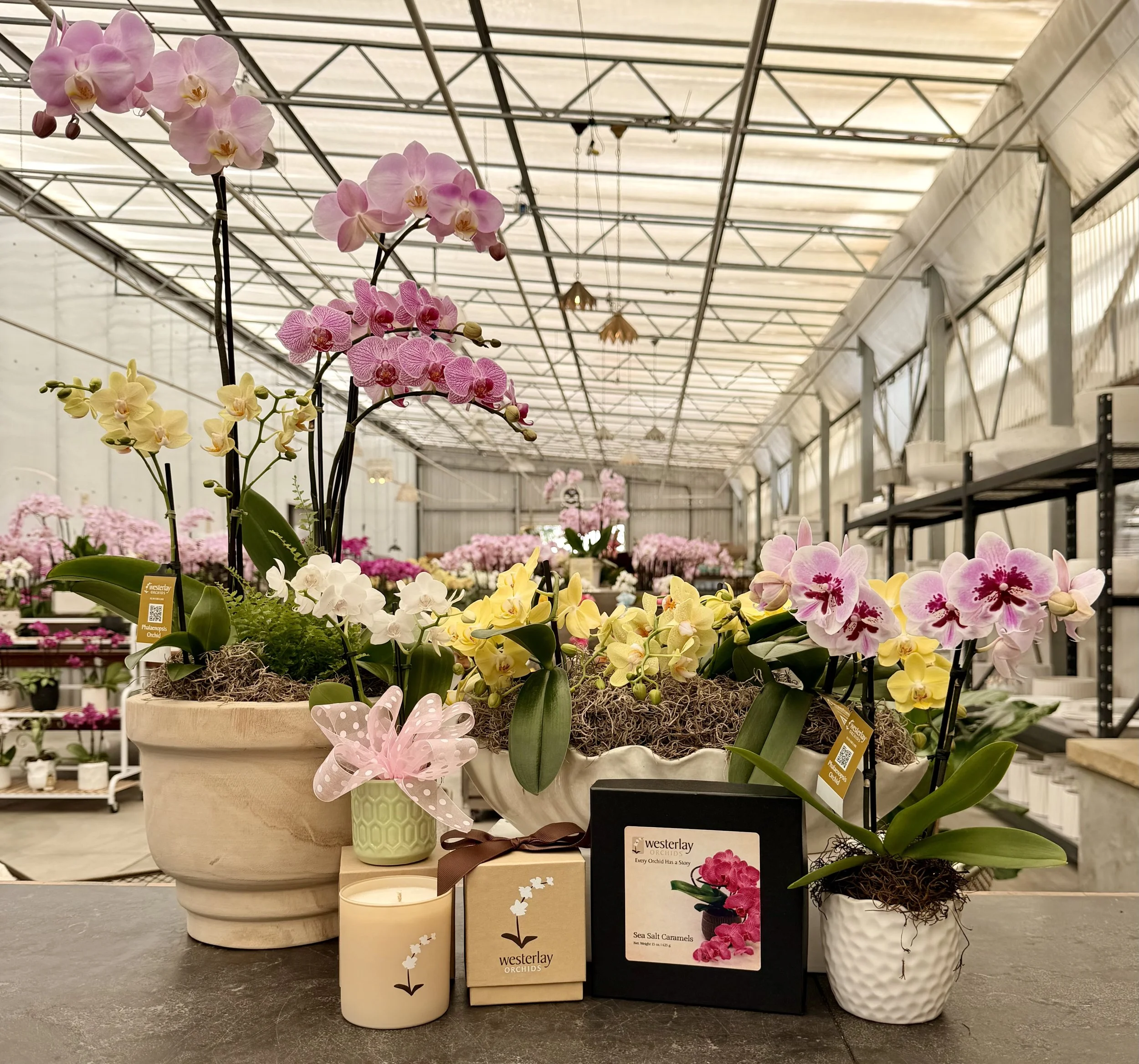Mother’s Day Gifting, Reimagined: Meet Westerlay Orchids’ New “Pirouette” &amp; “Mother &amp; Child” Arrangements