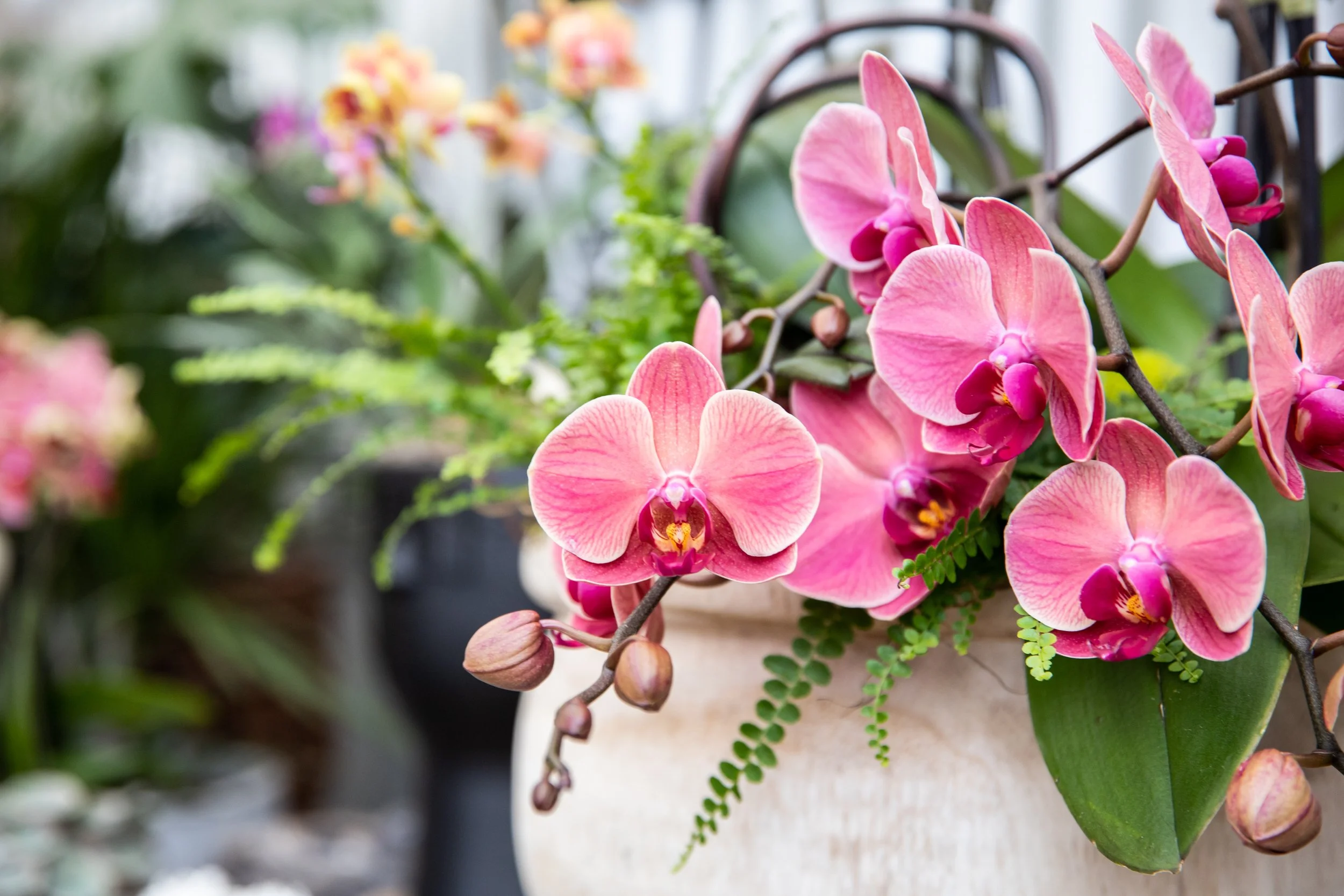 Keep Your Orchids Happy All Summer Long: Easy Orchid Care Tips&nbsp;
