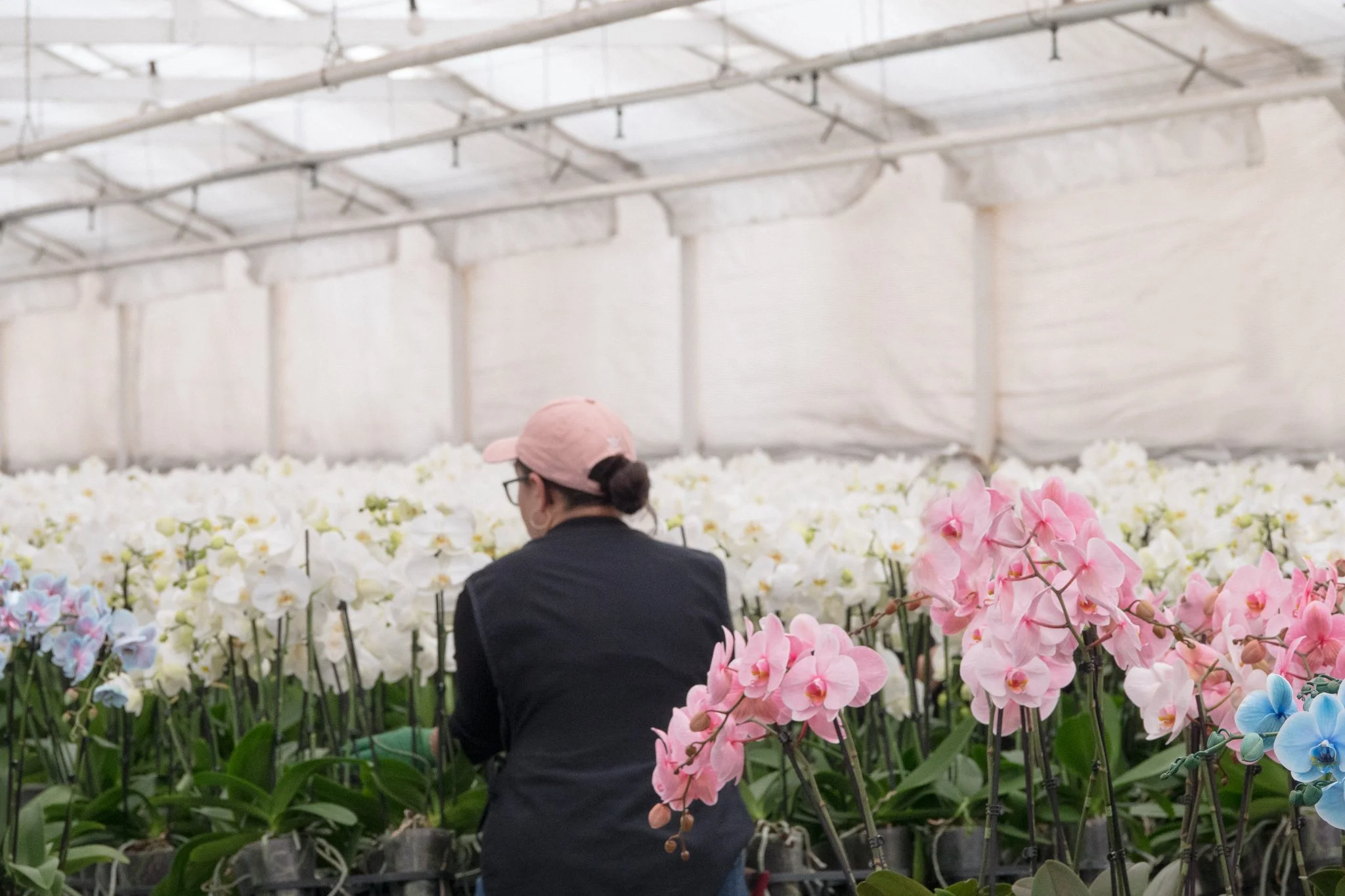 Growing Hope: Westerlay Orchids Joins Retail Partners to Support Breast Cancer Research