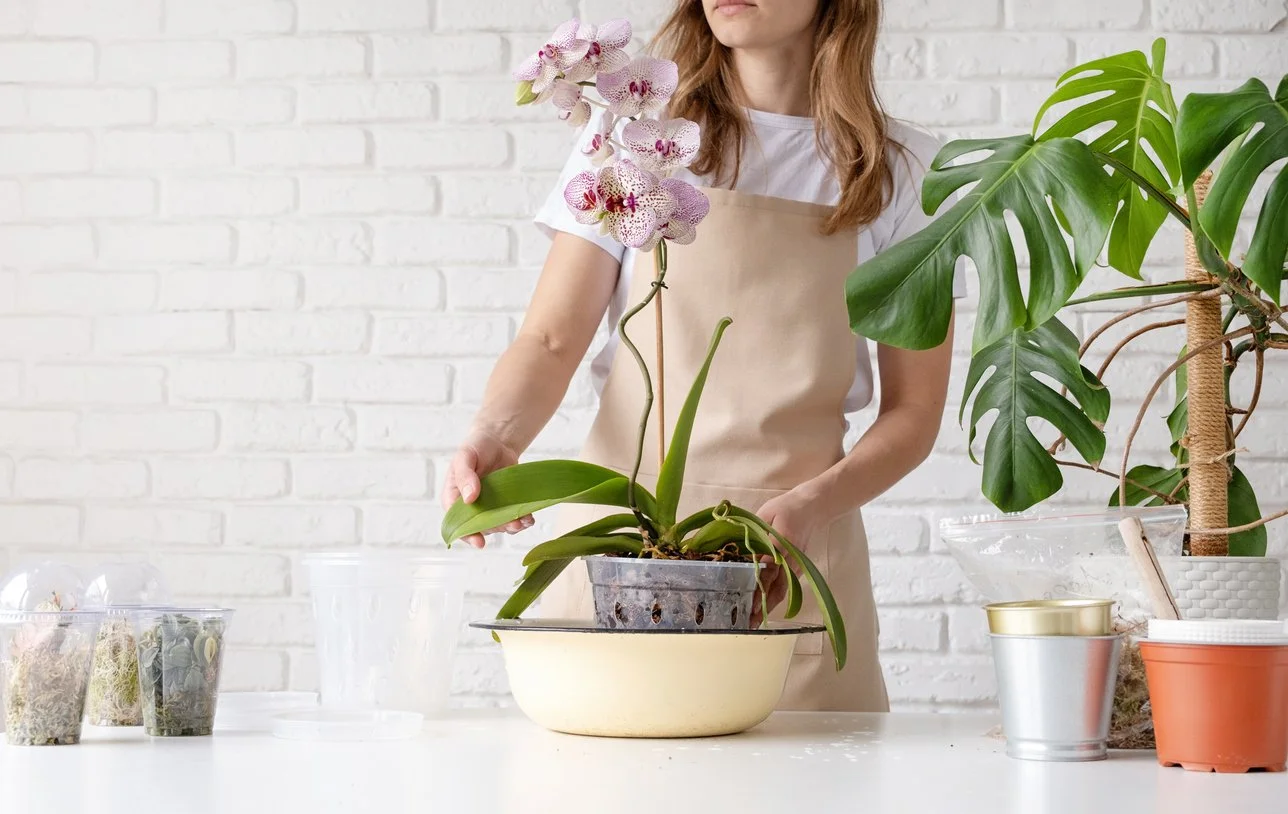 How to Repot an Orchid | Westerlay Orchids