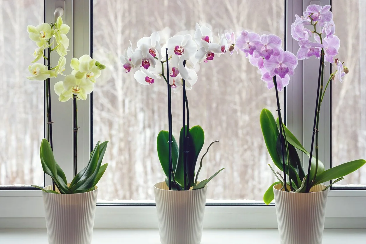 How Much Light Do Orchids Need? | Westerlay Orchids