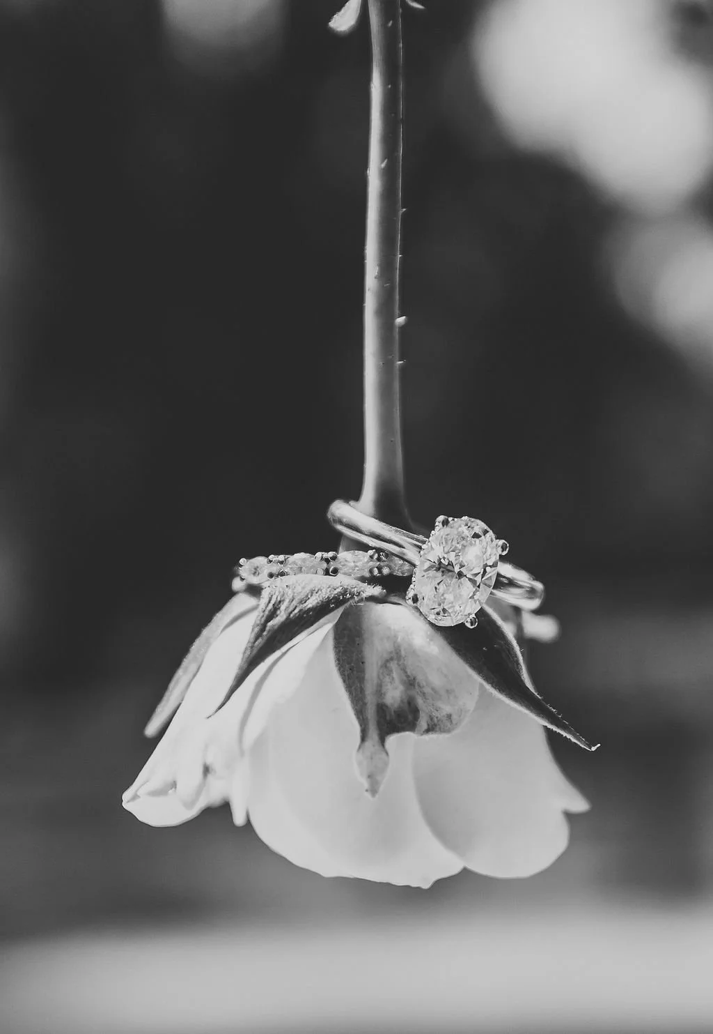 Image credit: Megan White Photography 