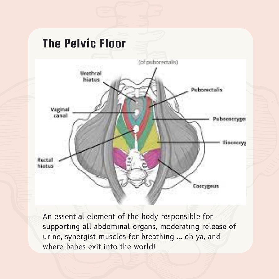 Why you should 💕LOVE 💕 your pelvic floor:

☝️ The ESSENTIAL role it plays in your physicality, mobility &amp; stability. This sling of muscles in our pelvic inlet are responsible for supporting the weight of your abdominal organs! This requires the