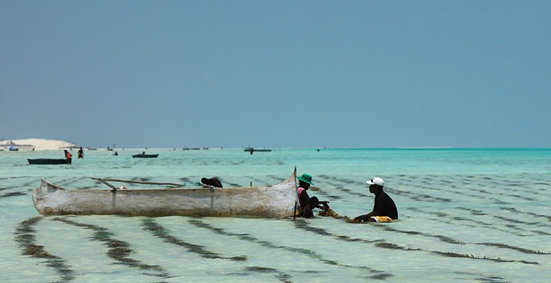 Seaweed farmers in Madagascar (Photo by Ocean Farmers)