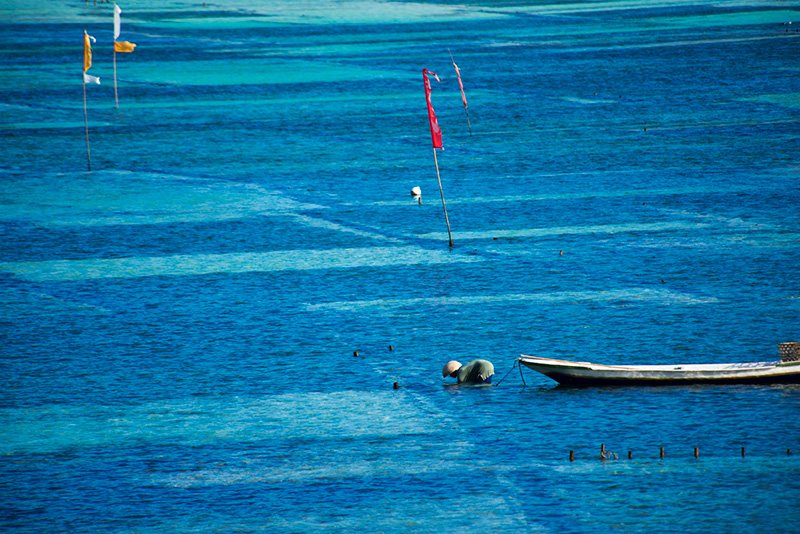 Seaweed farmer in Indonesia (Photo by Carol Da Riva)