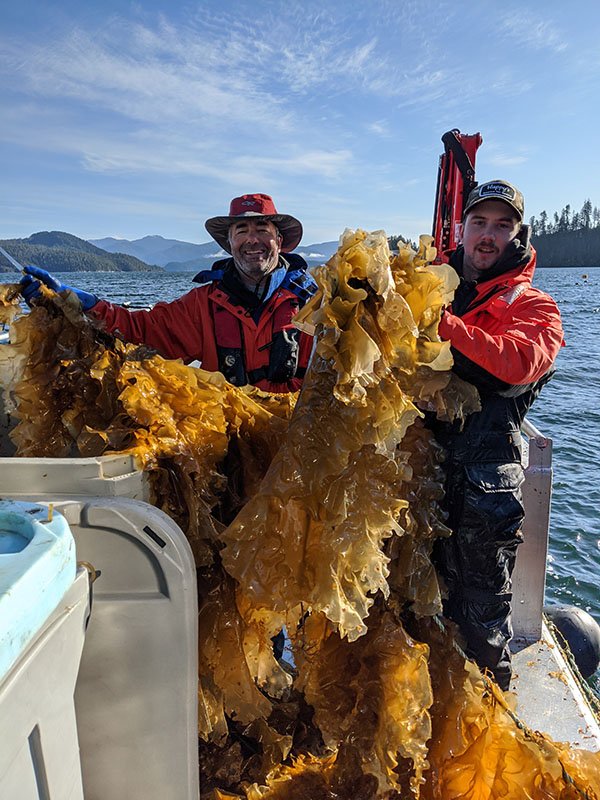 Seaweed farmers in Canada (Photo by Cascadia Seaweed)