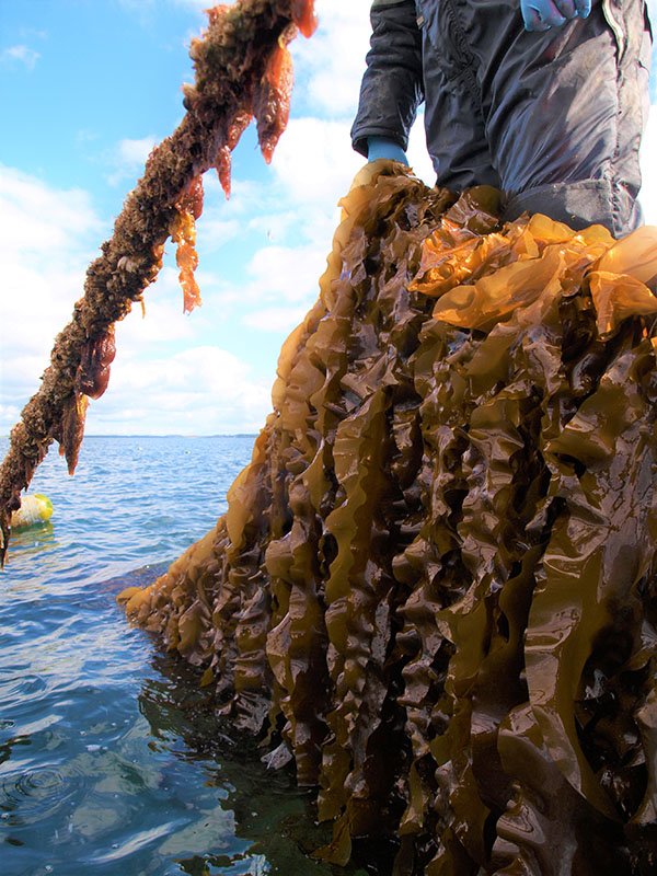 Seaweed farmer in Denmark
