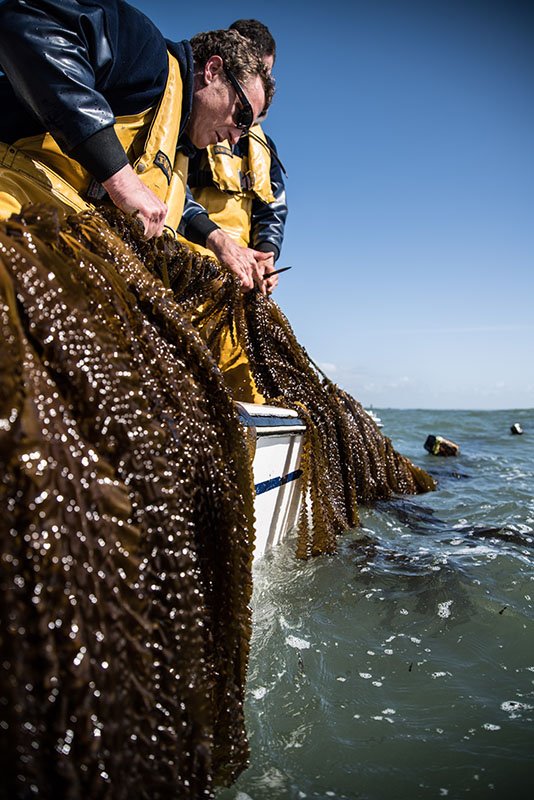Seaweed farmers in France (Photo by Algolesko)