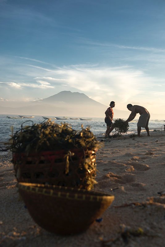 Seaweed farmers in Indonesia (Photo by Carol Da Riva)