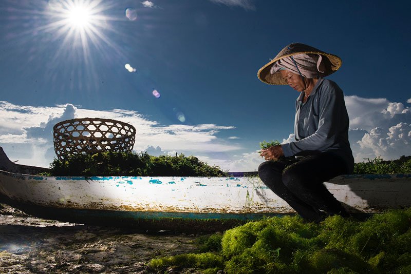 Seaweed farmer in Indonesia (Photo by Carol Da Riva)