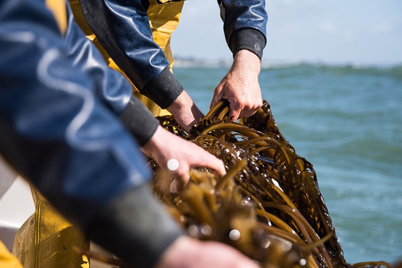 Seaweed farmers in France (Photo by Algolesko)