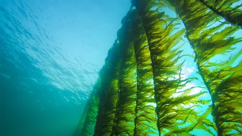 Global Seaweed Project Oceans 2050
