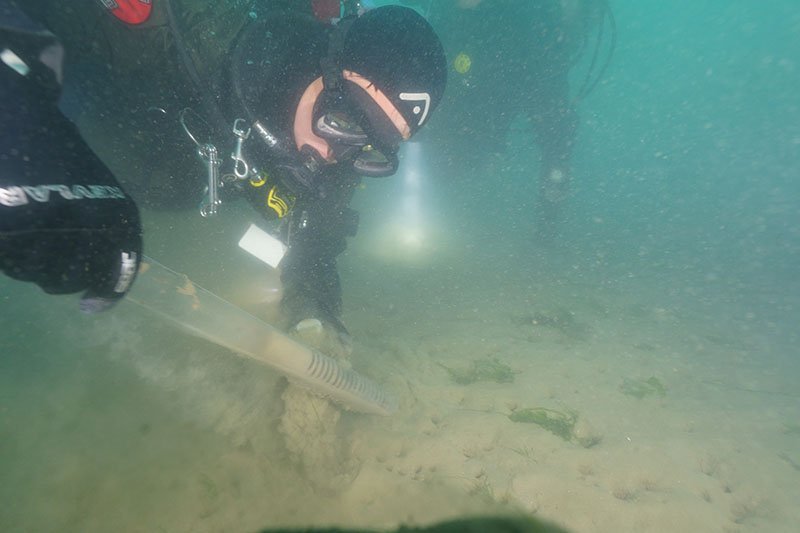 Collecting Ulva lactuca samples in South Korea