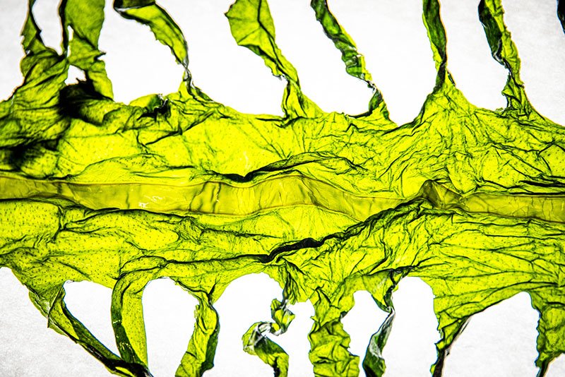Wakame (Photo by Algolesko)
