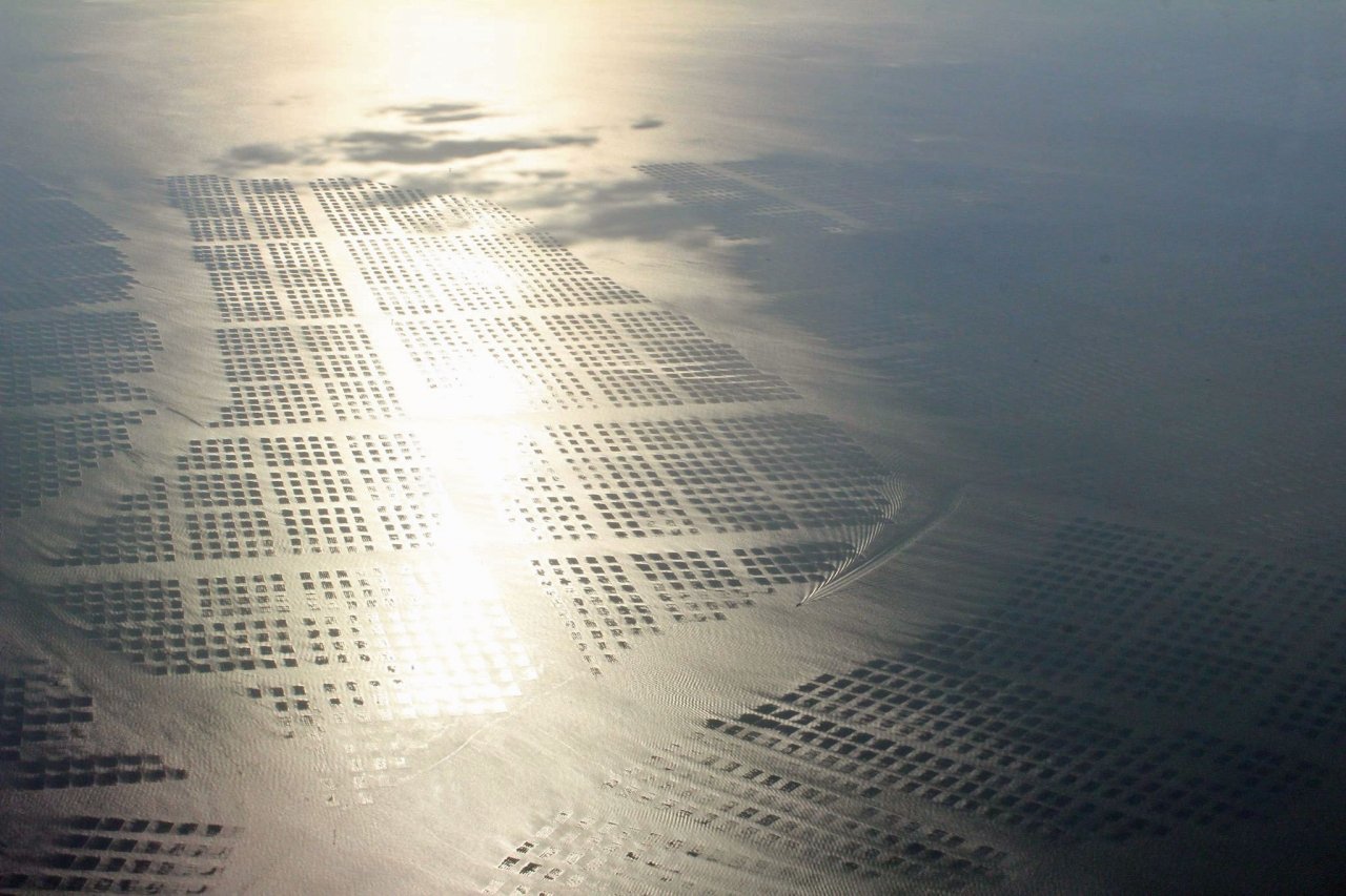 Nori seaweed farm in Japan