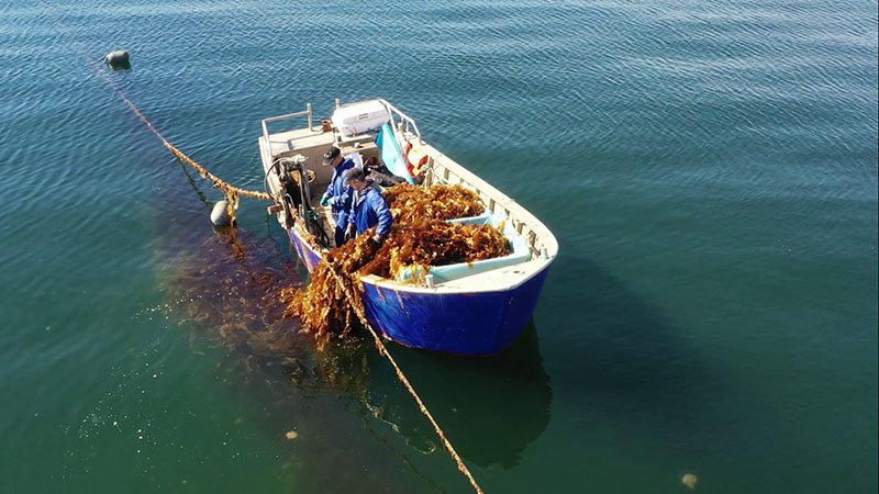 Seaweed farmers in Denmark