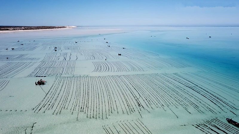 Seaweed farm in Madagascar (Photo by Ocean Farmers)