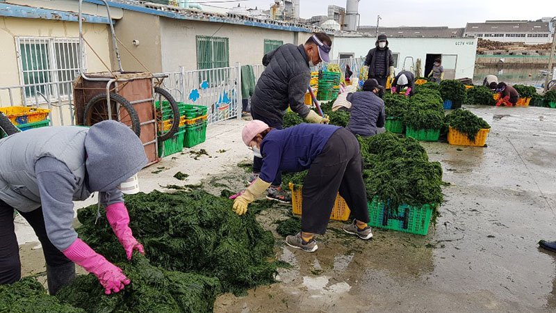 Farming Ulva lactuca in South Korea