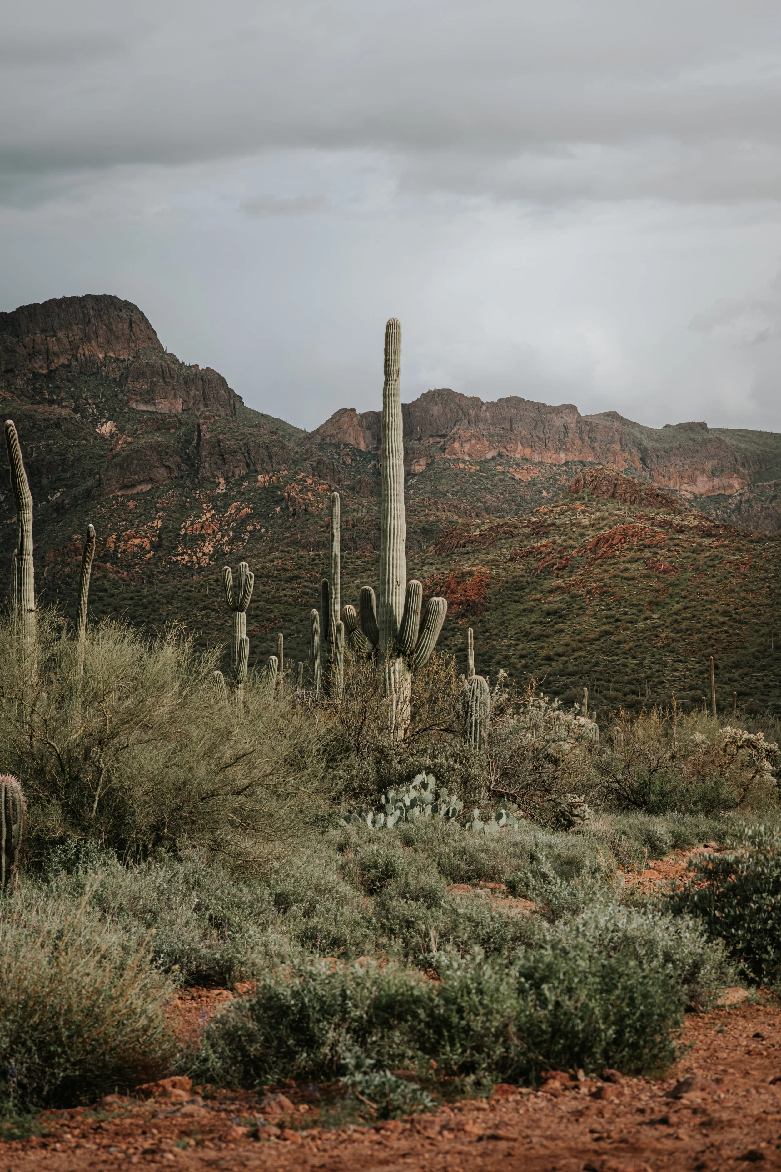 Desert landscape with cacti and mountains
