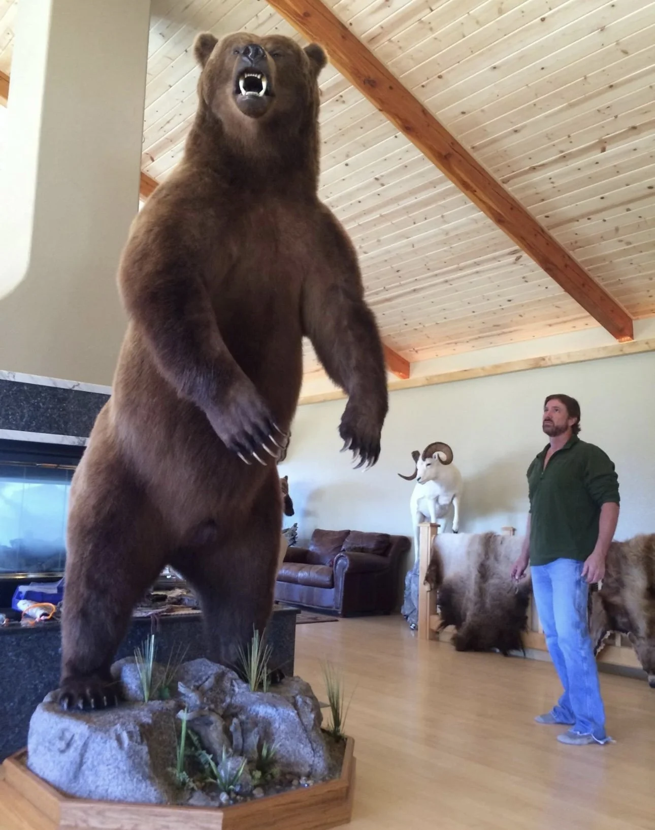 A large taxidermy bear standing on hind legs in a room with a man observing it. The room has wooden interiors and additional taxidermy on display.