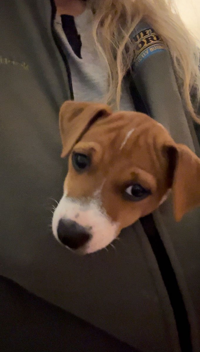 Puppy peeking out from jacket opening