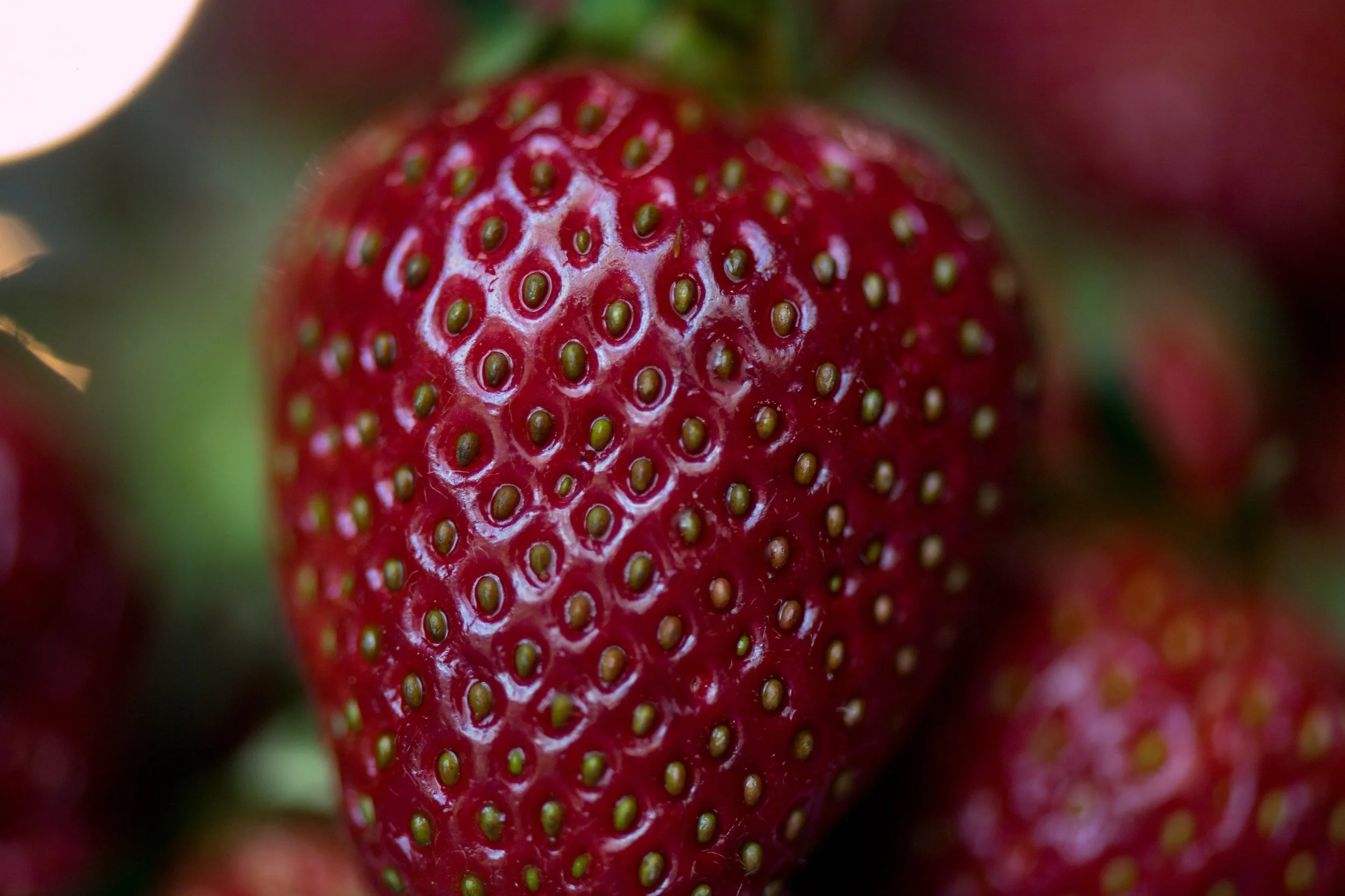strawberrymacro.jpg
