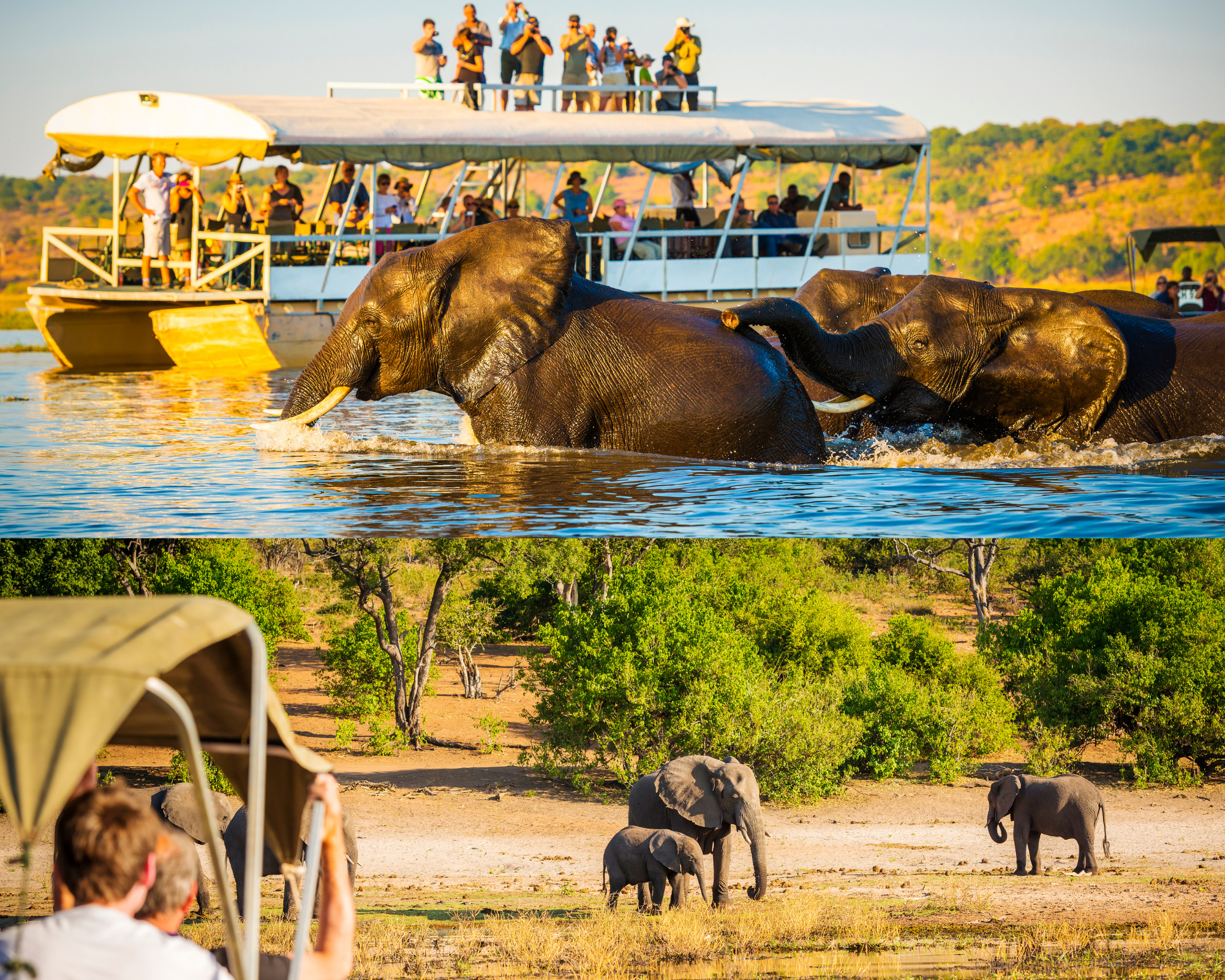 River tours, boat tours, african safari, girafffe, elephant, lion