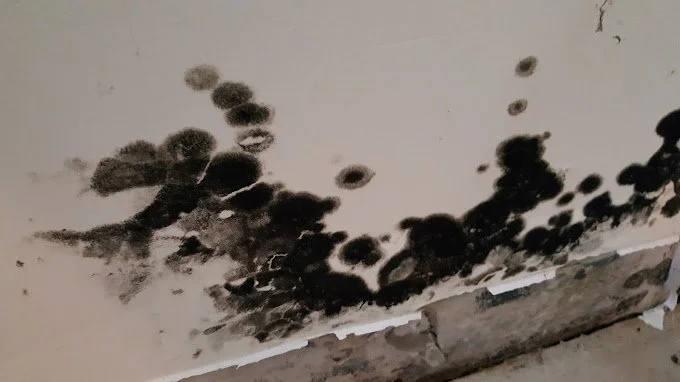 black mold.jpg