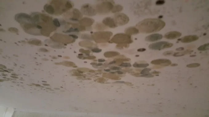 mold ceiling.jpg