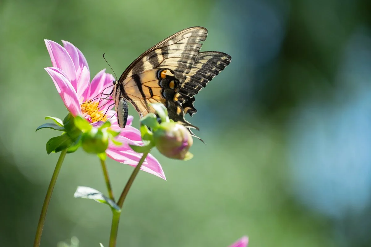 How to Photograph Dahlias, Zinnias, and Summer Flowers in Hot, Bright Sun