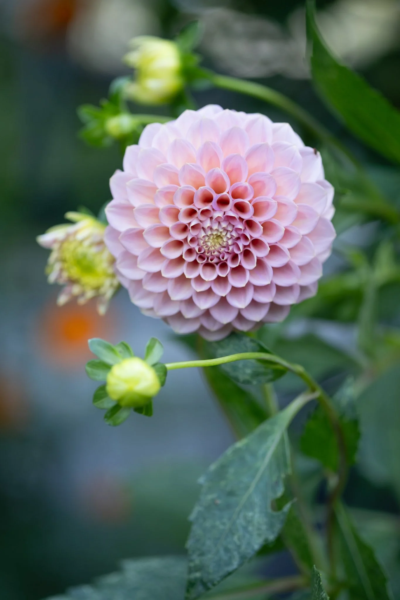 BackyardBounty.Edamarie-5.jpg