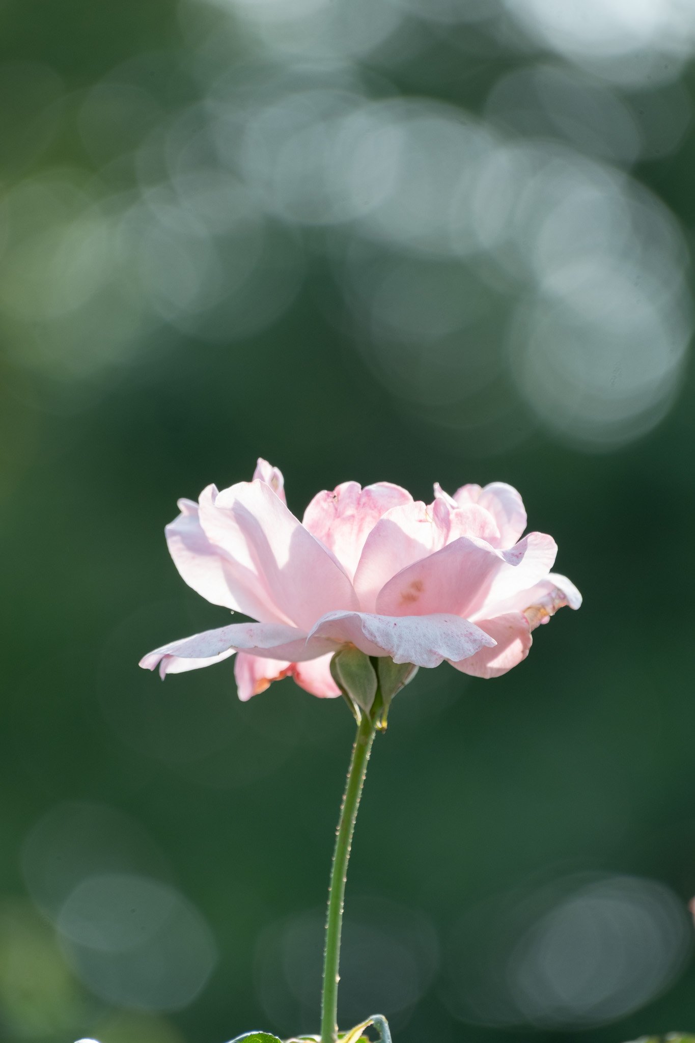 DSCF2110.jpg
