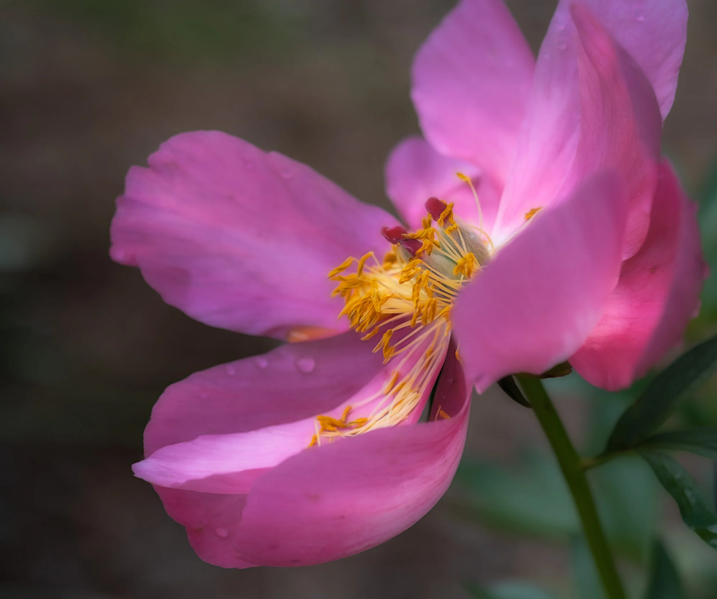 DSCF9571-Edit.jpg