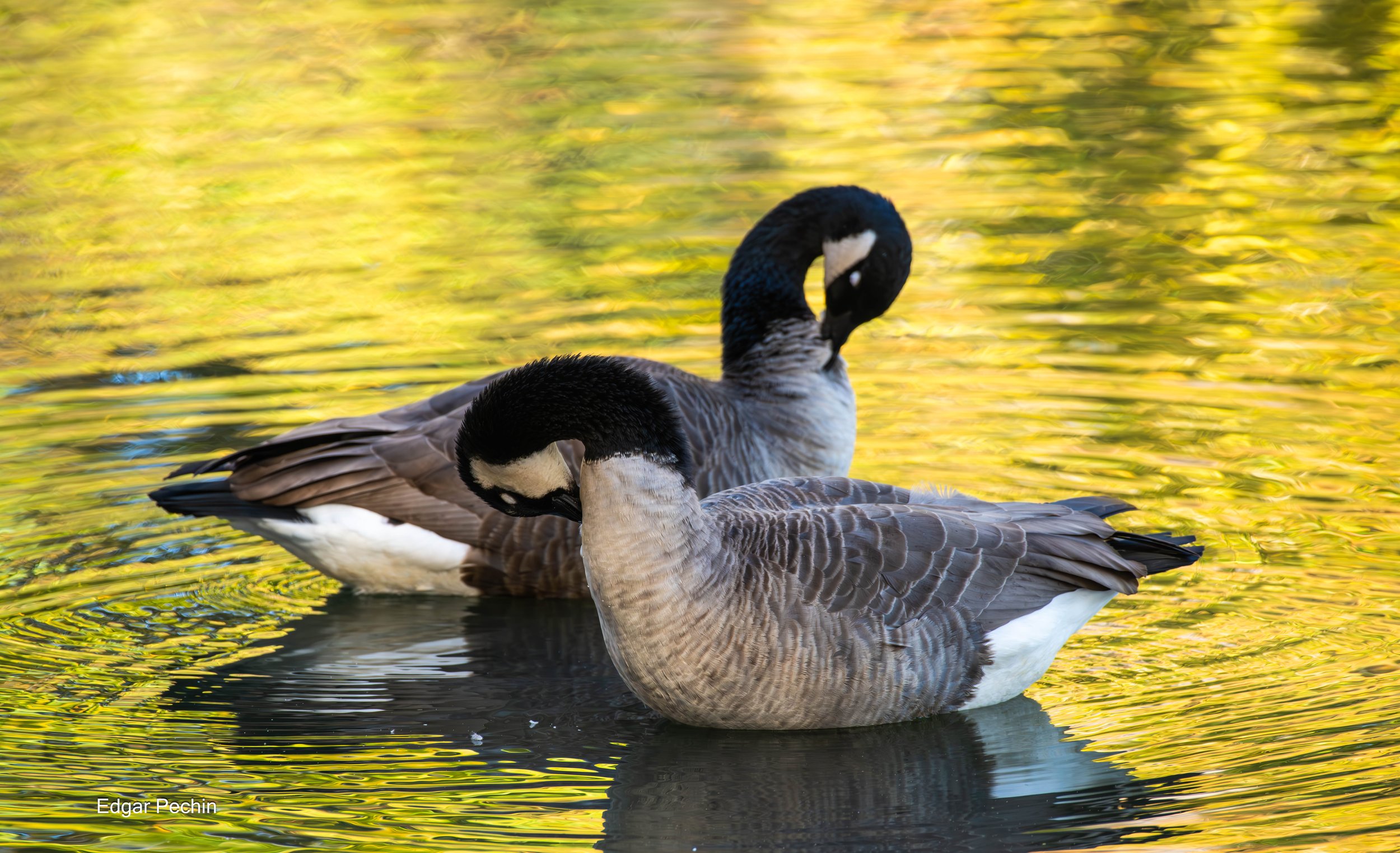 Canada Geese - Flo and Edna