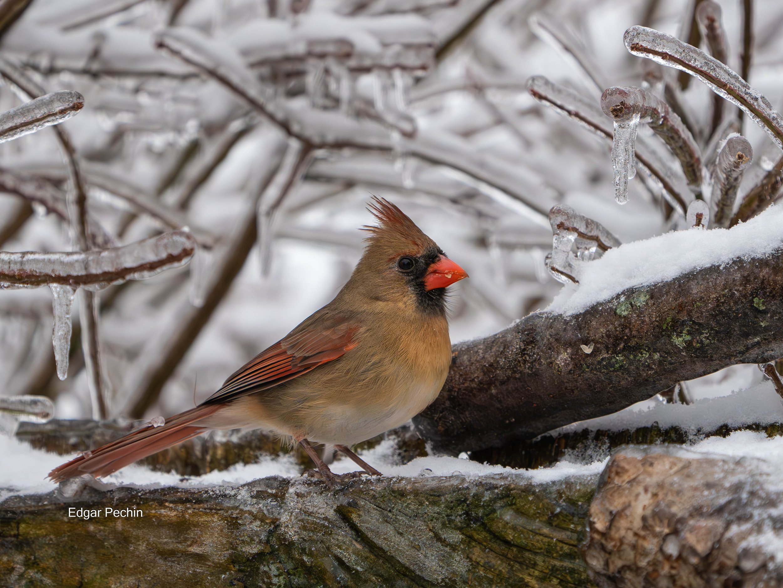 Northern Cardinal - Jessica