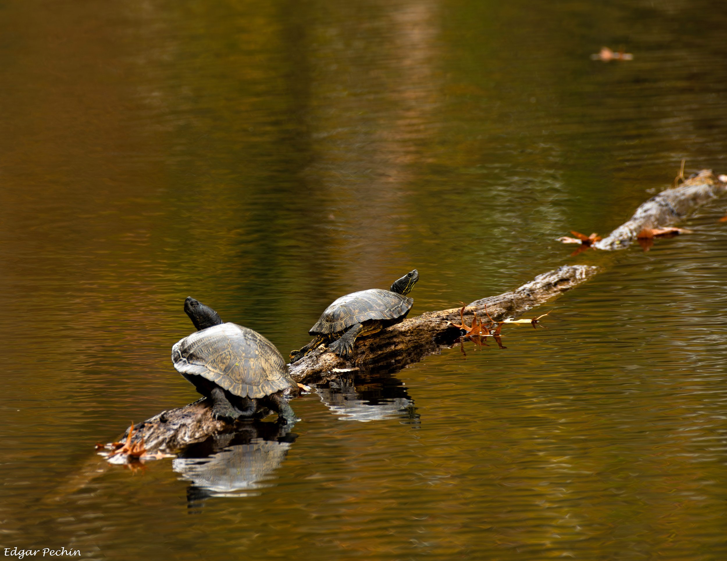 Turtles - Painted, Tom and Jerry