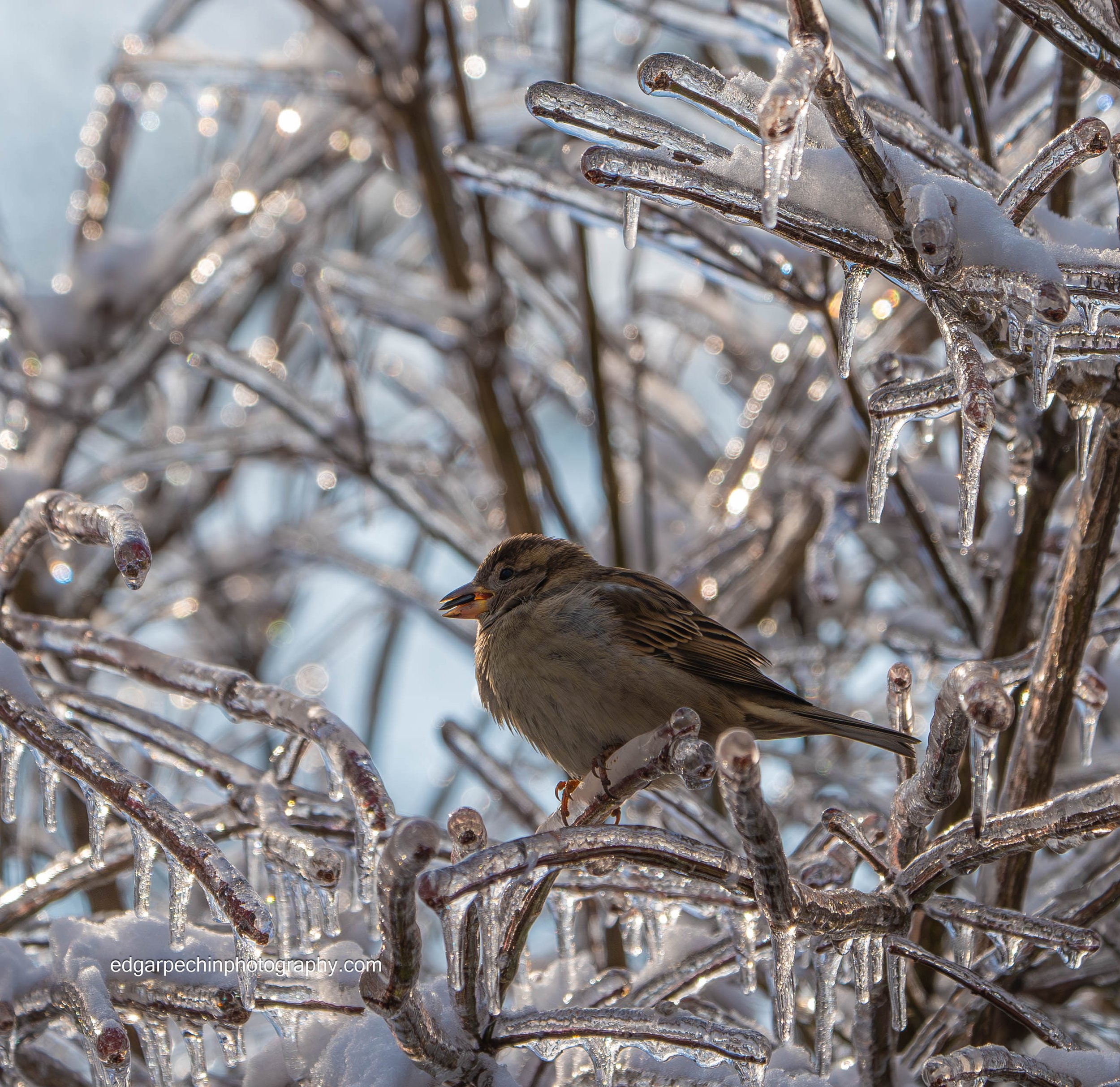 House Sparrow, Male