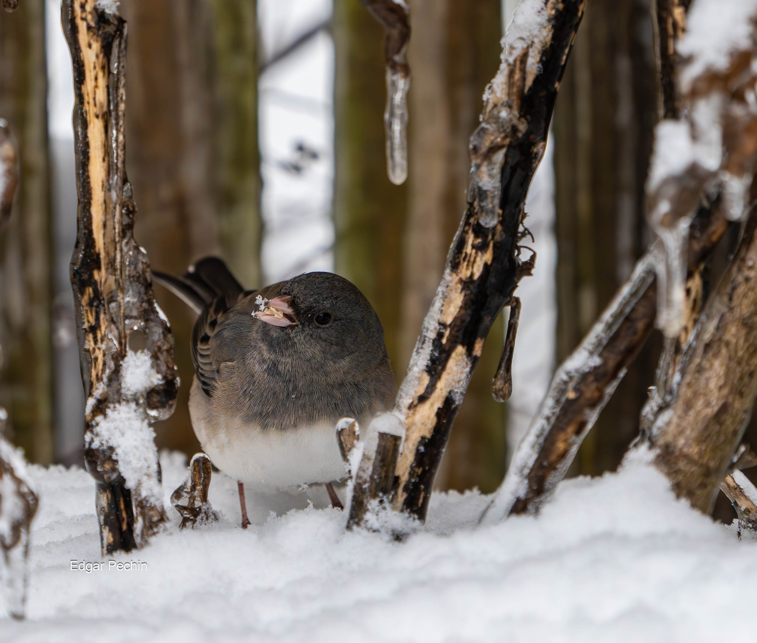 Dark-Eyed Junco