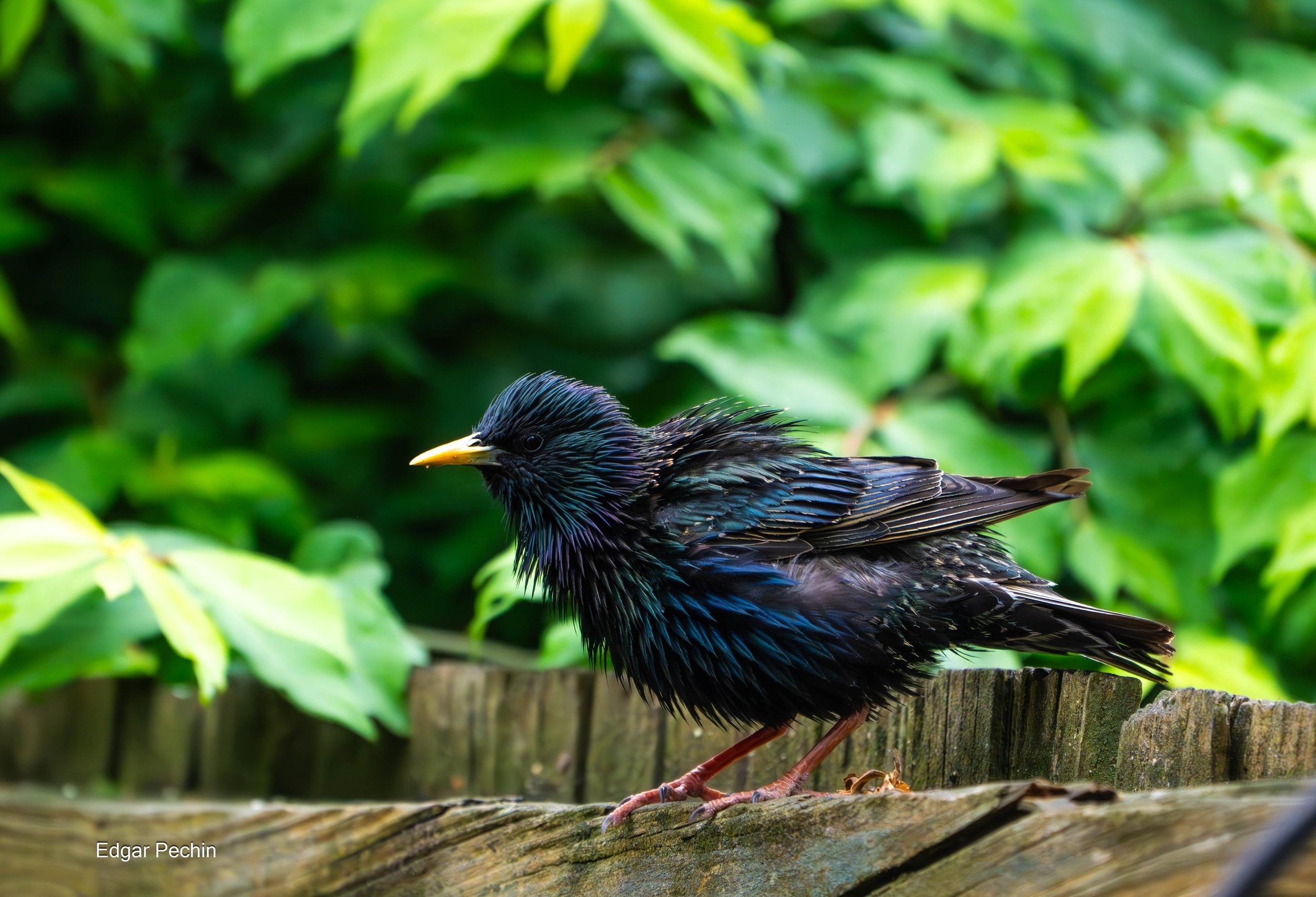 Starling - Wet Juvenile - Mikey