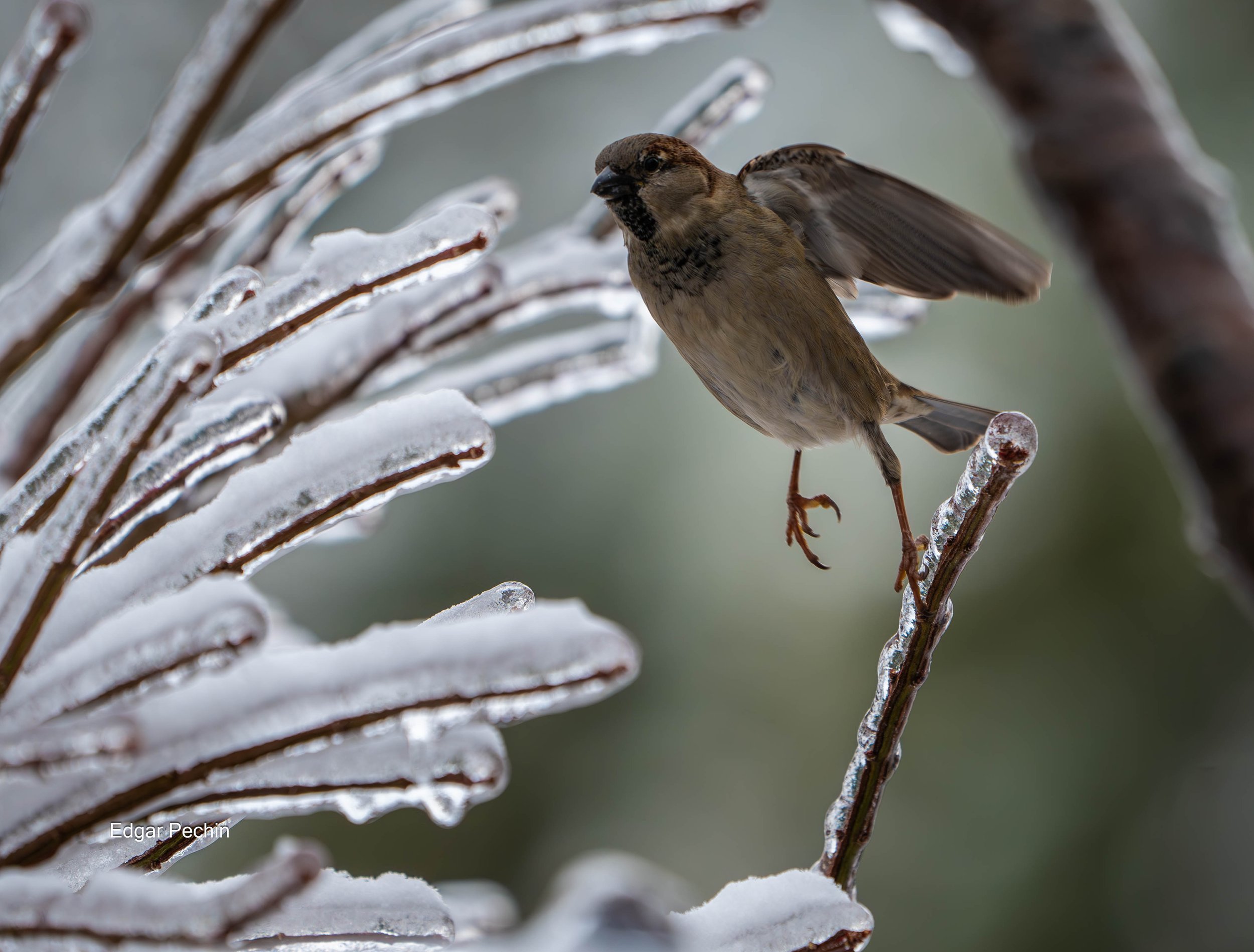 House Sparrow - Rocket Tim