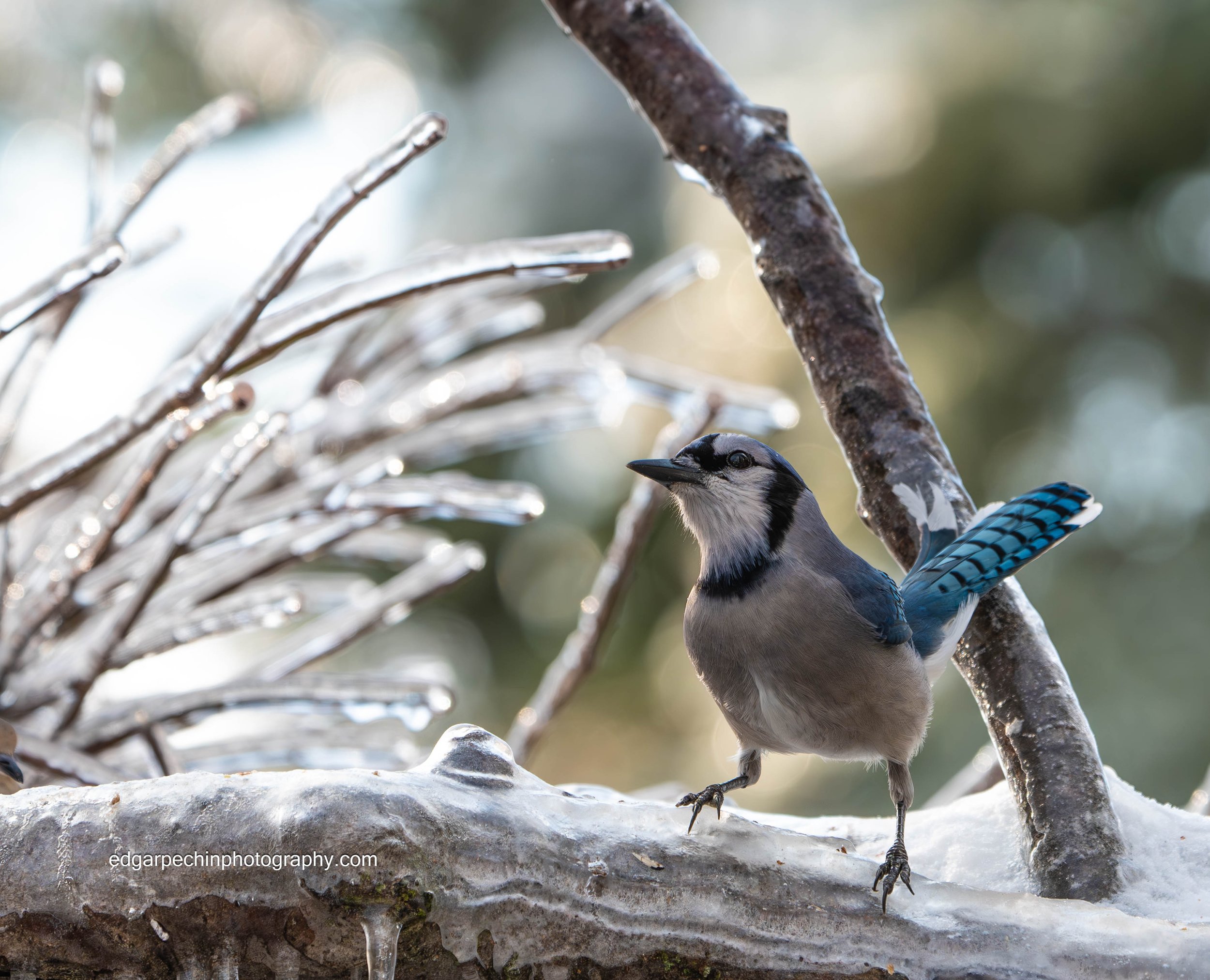 Little Joe the Bluejay