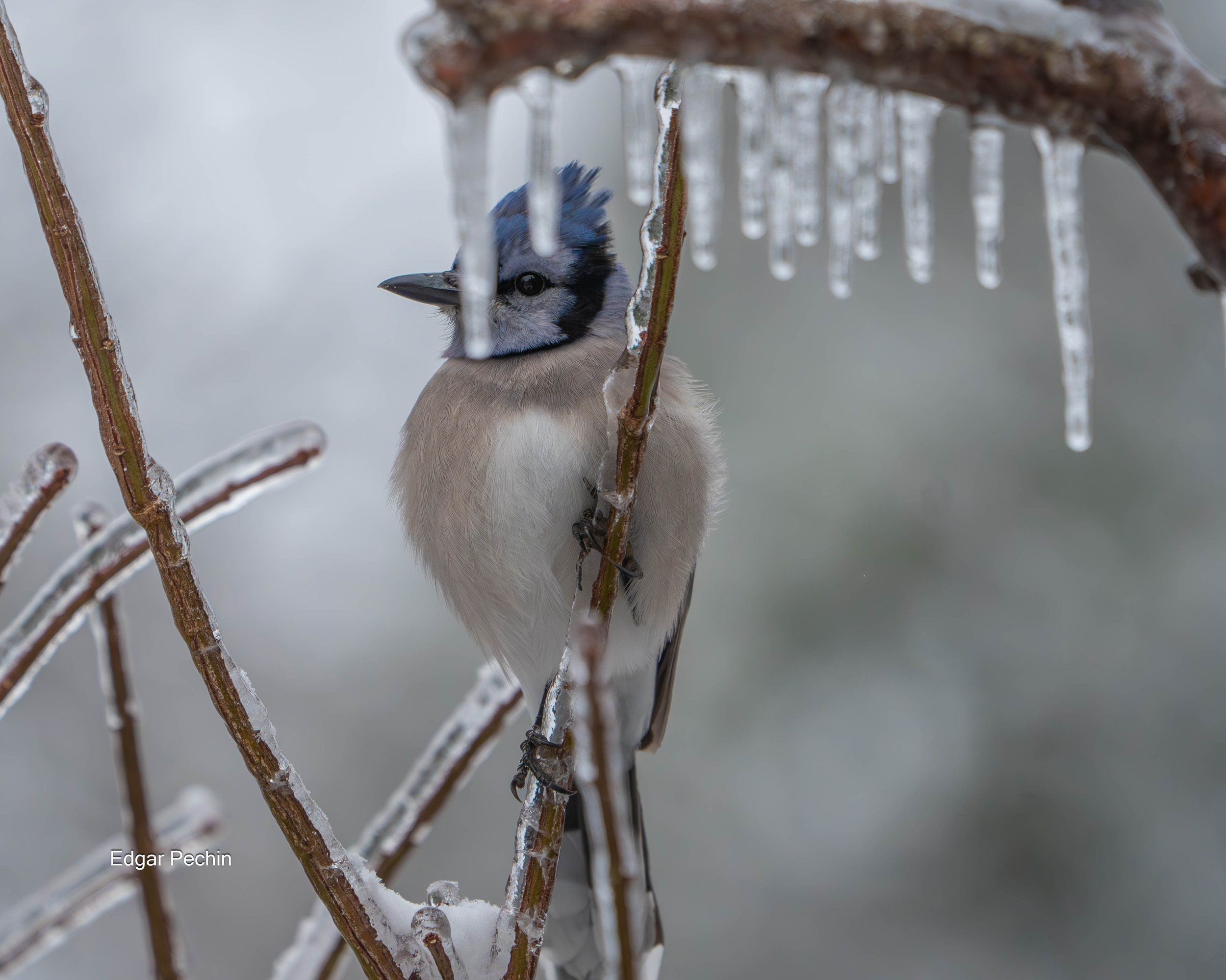 Bluejay - Clyde