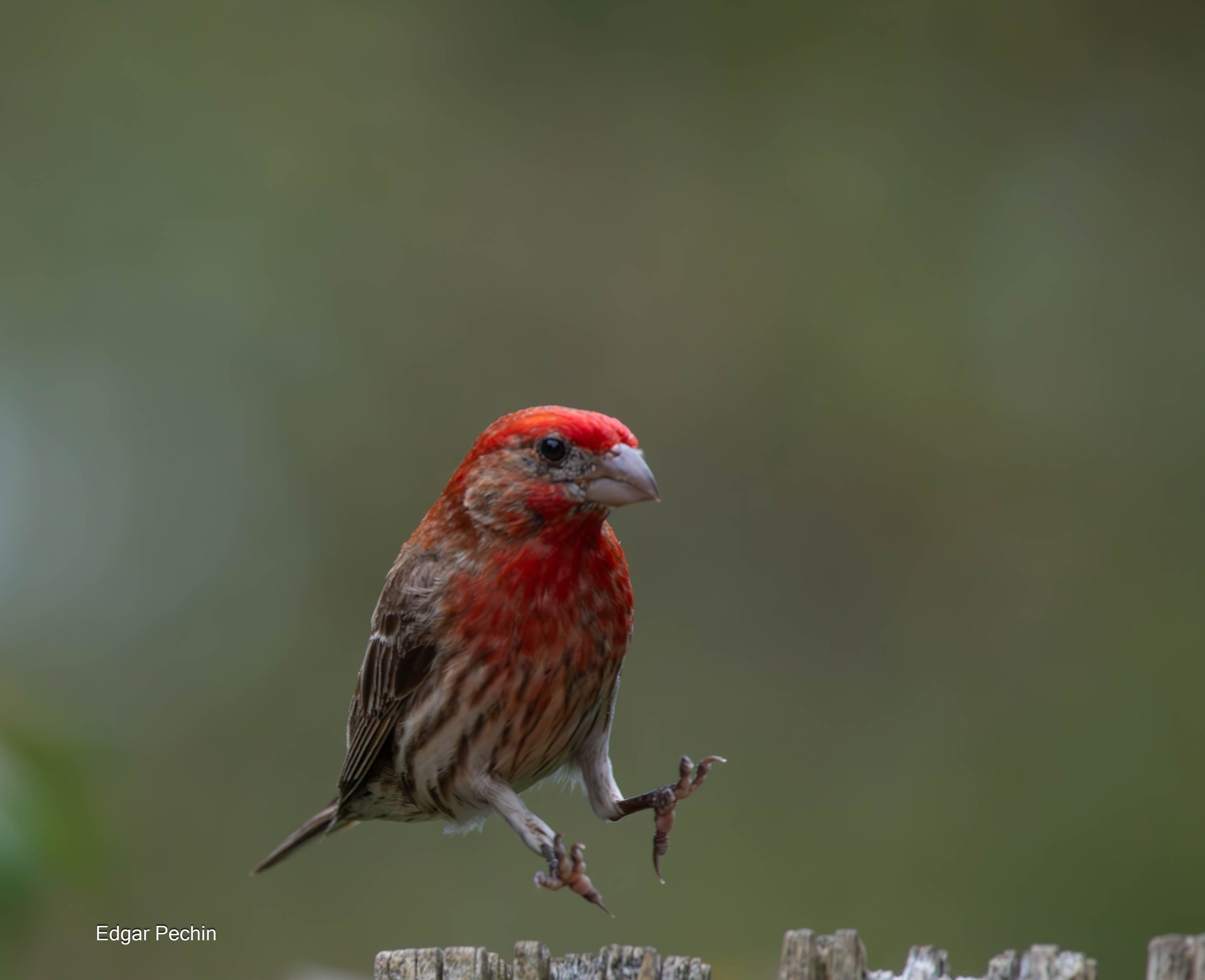 House Finch - Male