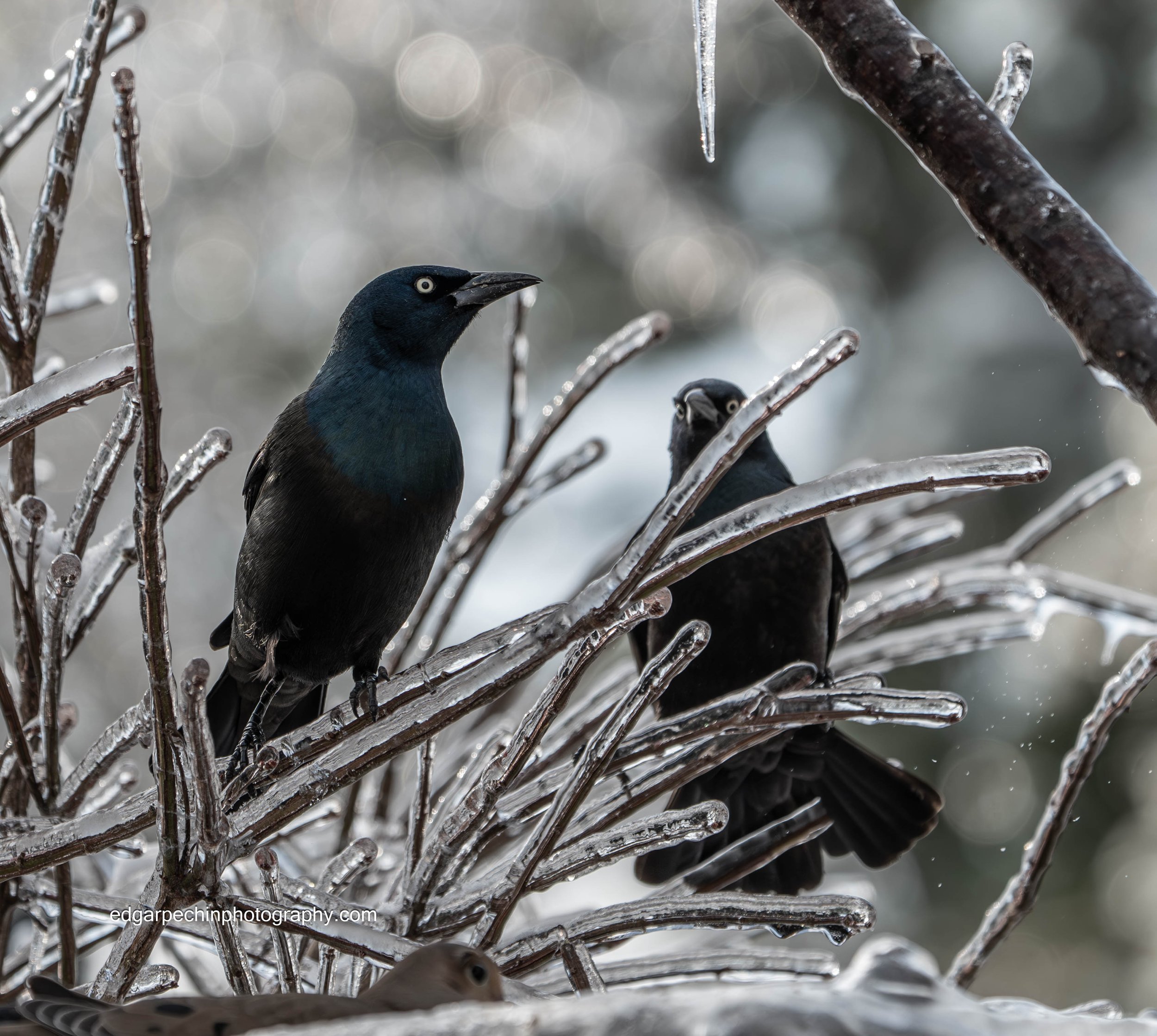 Blackbirds