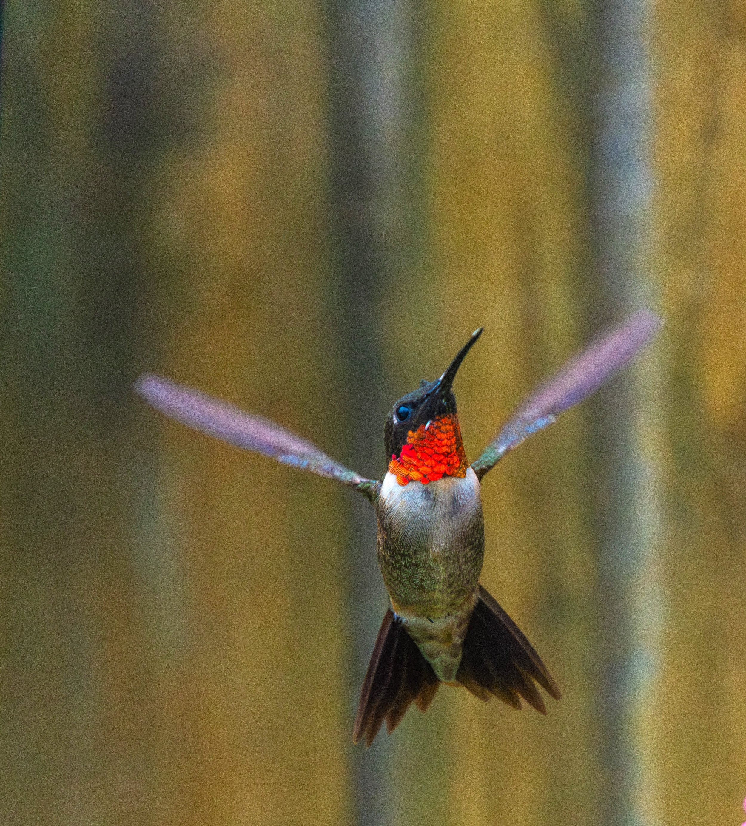 Marty - Male Ruby-throated Hummingbird