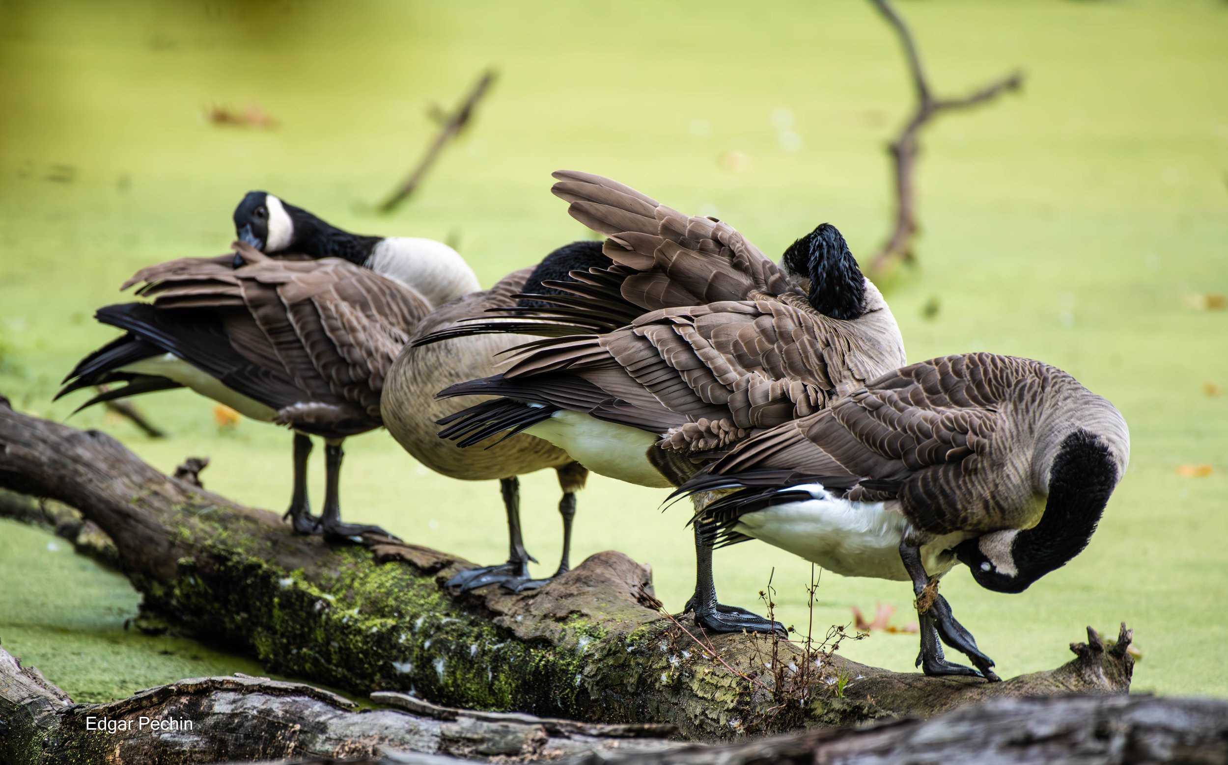 Canada Geese Preening