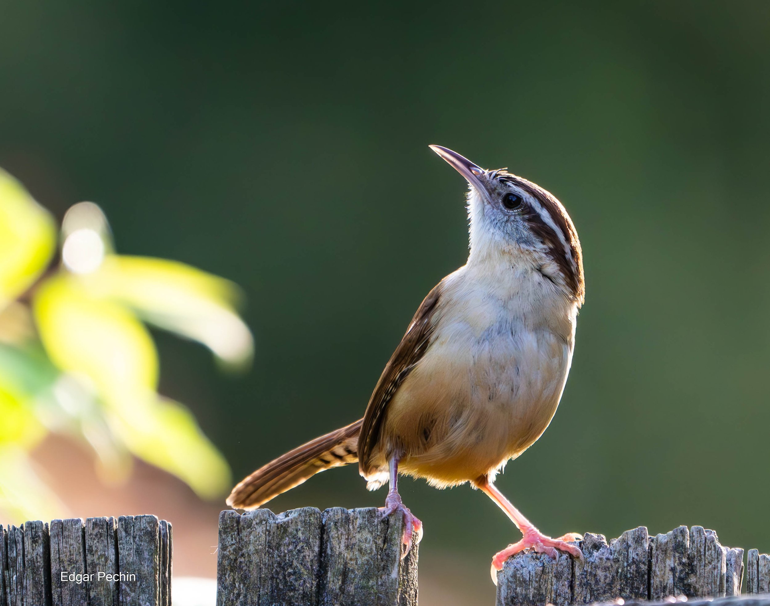 Carolina Wren -Steve