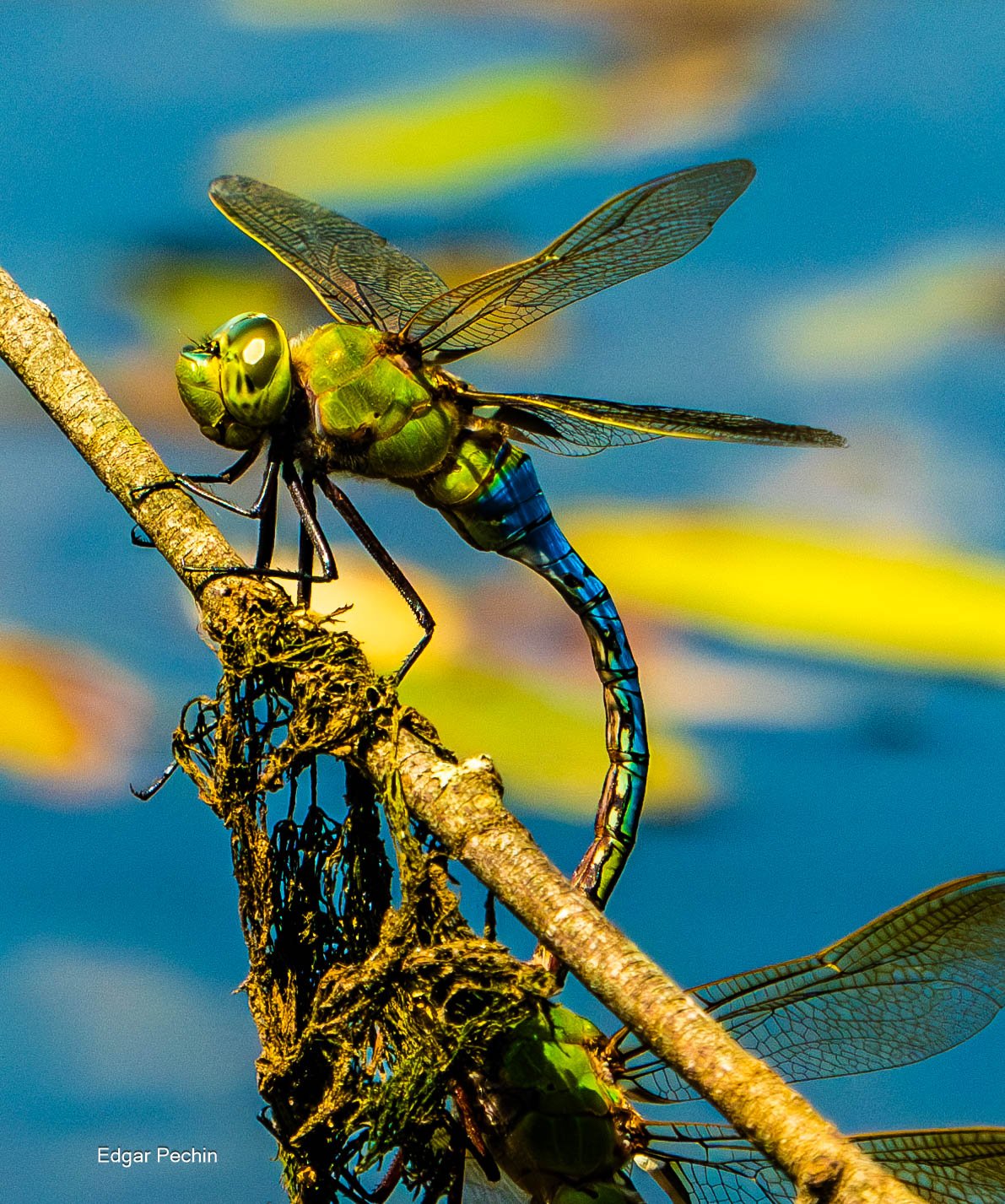 Dragonfly - Blue Darner