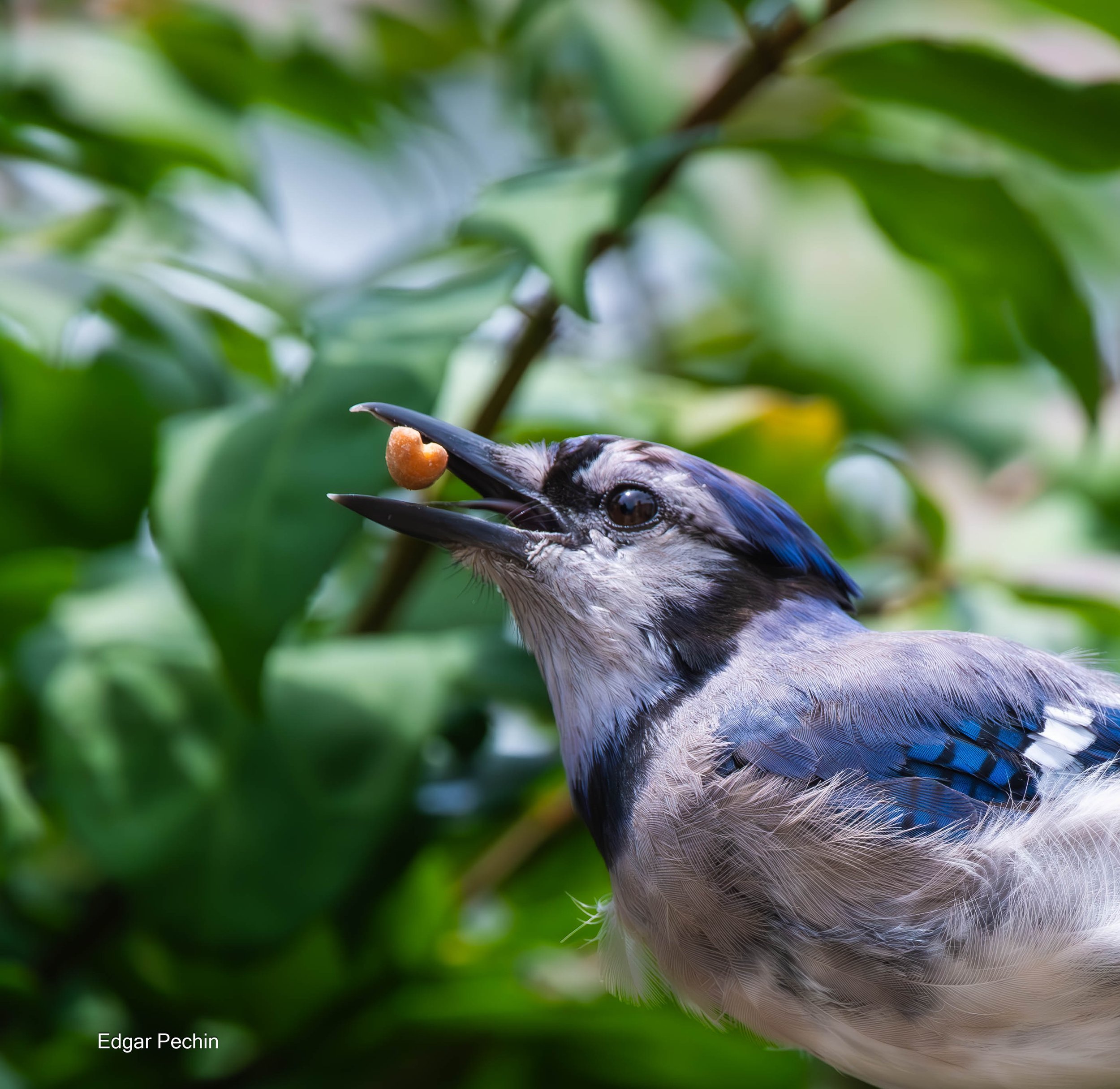 Blue Jay