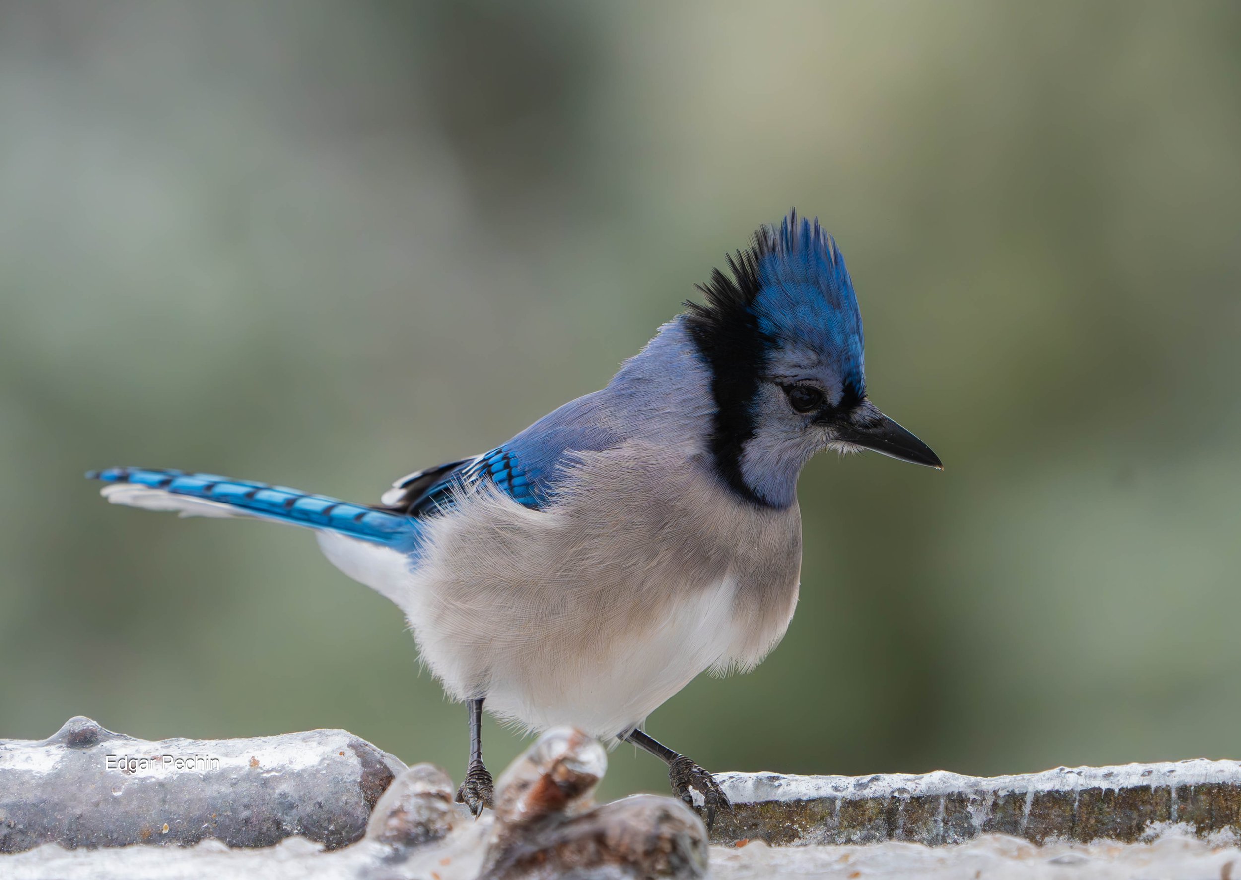 Bluejay - Josh Ross